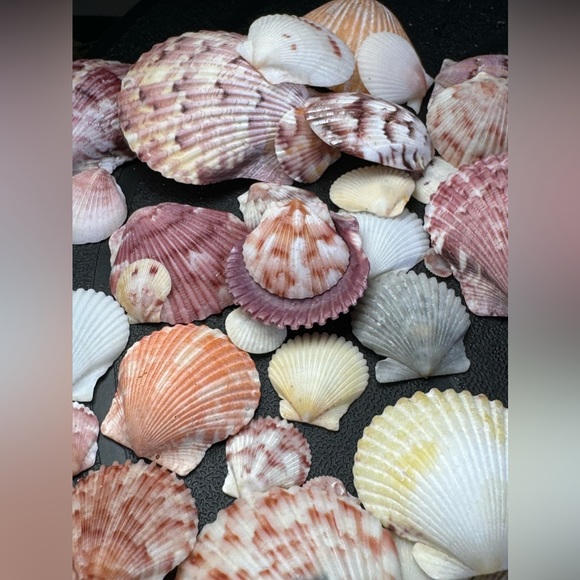 50 Colorful FLORIDA CALICO SCALLOPS SHELLS CRAFTING DIY COLLECTING MIXED LOT - Picture 13 of 17
